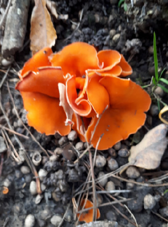 Bright orange mushroom