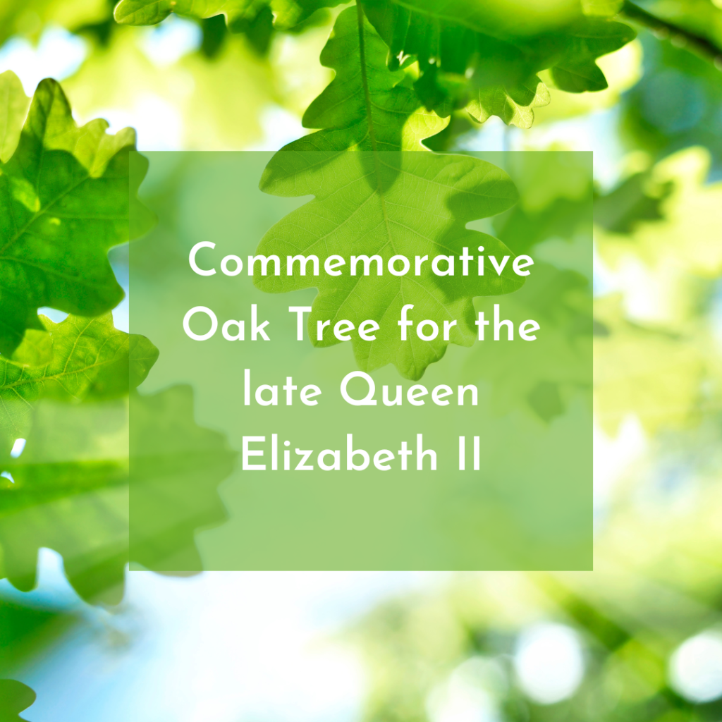 Commemorative oak tree