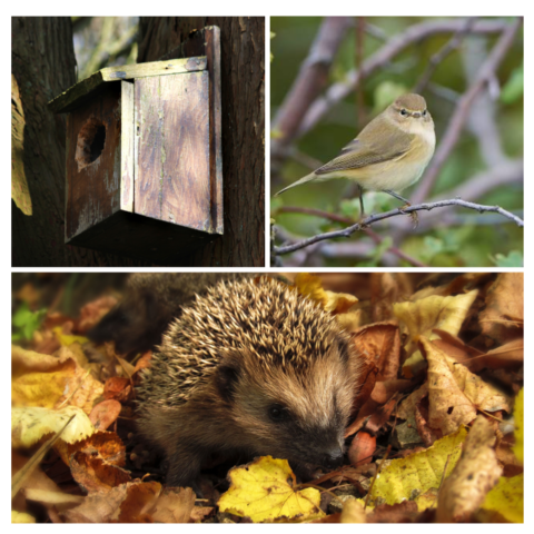 birds nest box, hedgehog, chiffchaff